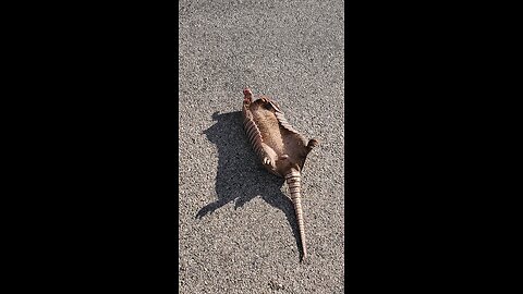 Dead??? #funny #travel #Animal