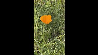 California Poppy with Red Maid