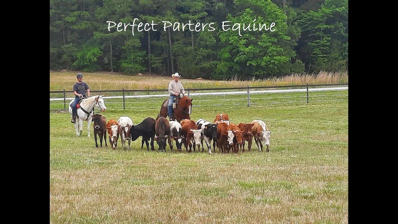 Cattle Driving Weekend (part 3)