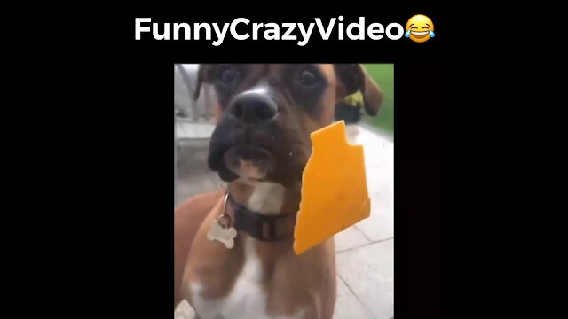 Mr FunnyCrazyVideo😂 Just Incredible Video Funny and Crazy #Like Follow for Follow 🥰