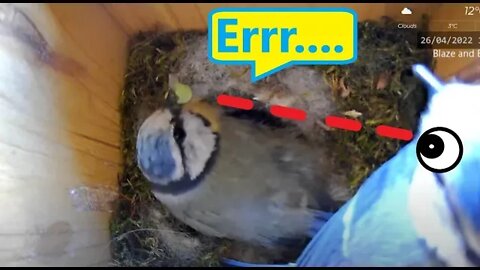 Female Blue Tit Waits for Male to Leave Nest Before Finishing Food
