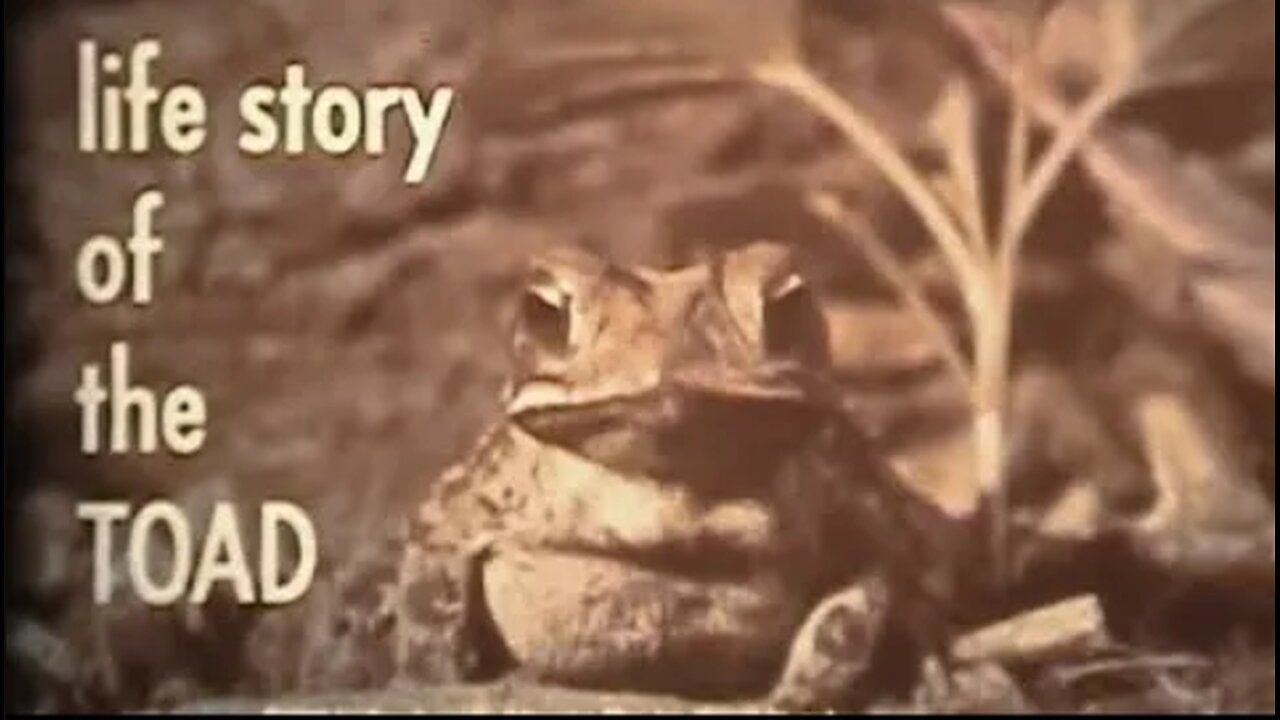 Life Cycle of the Toad - What is an Amphibian?