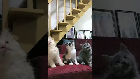 3cat dancing in the chair