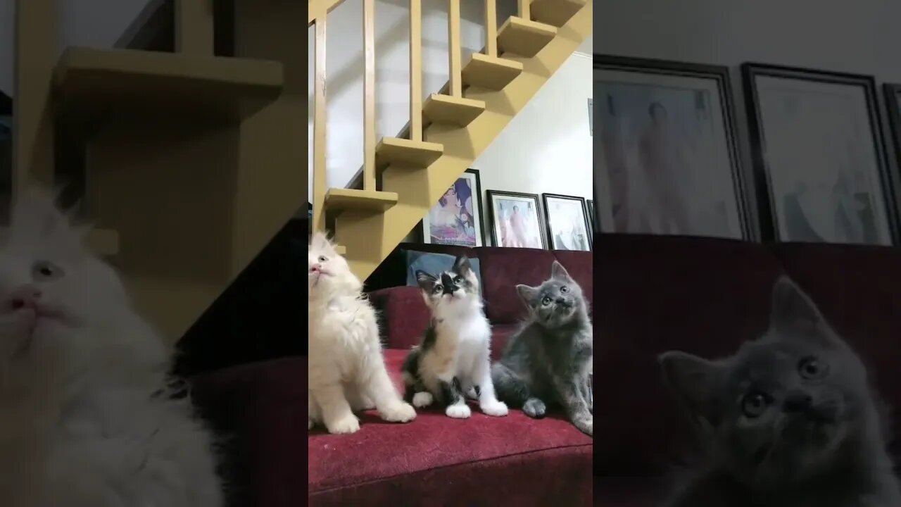 3cat dancing in the chair