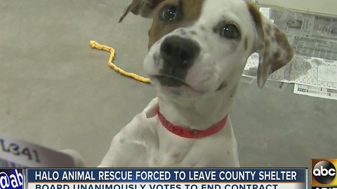 HALO animal rescue forced to leave building, needs to move animals