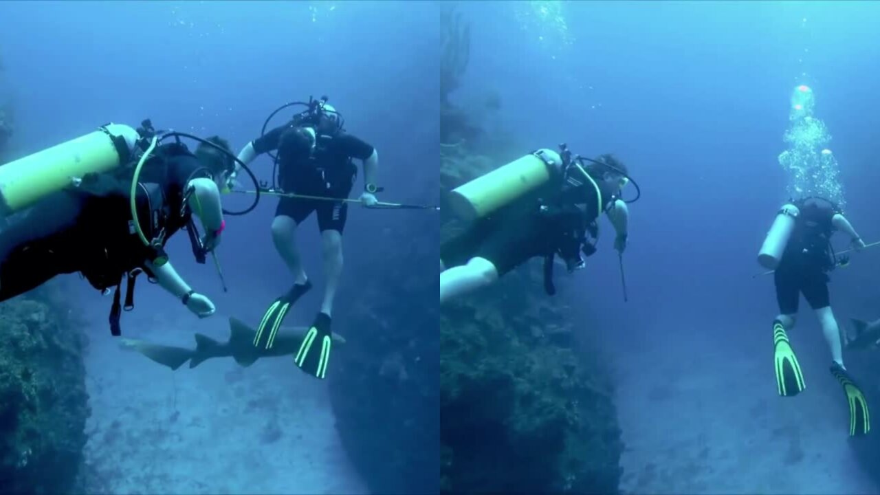 Scuba diver is amused when shark scares his brother