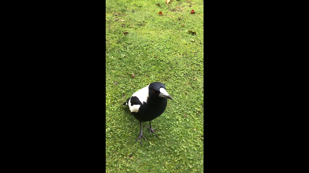 Australian magpie