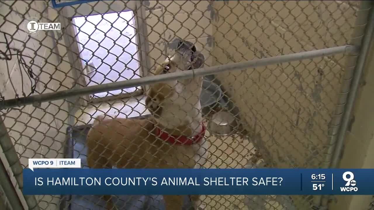 Is Hamilton County’s animal shelter safe? Departing workers cite 'extreme safety concerns'