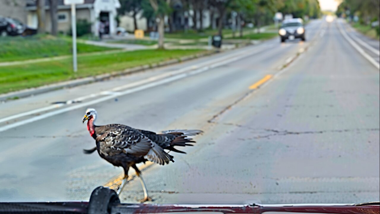 When He Realized this Turkey Wasn't Backing Down