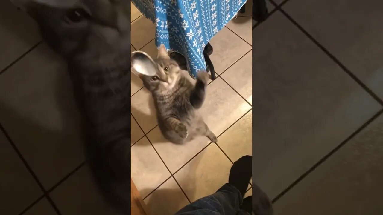 Silly video of a cat