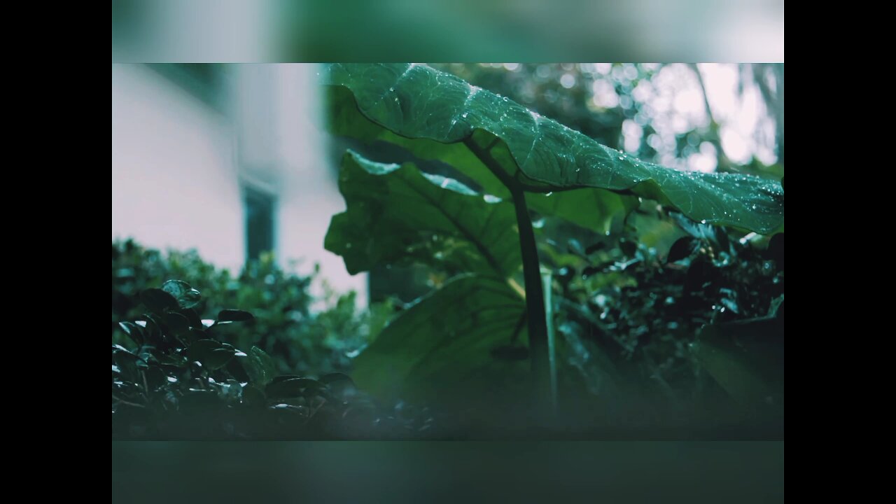 farmhouse of rain 🌧️ natural video