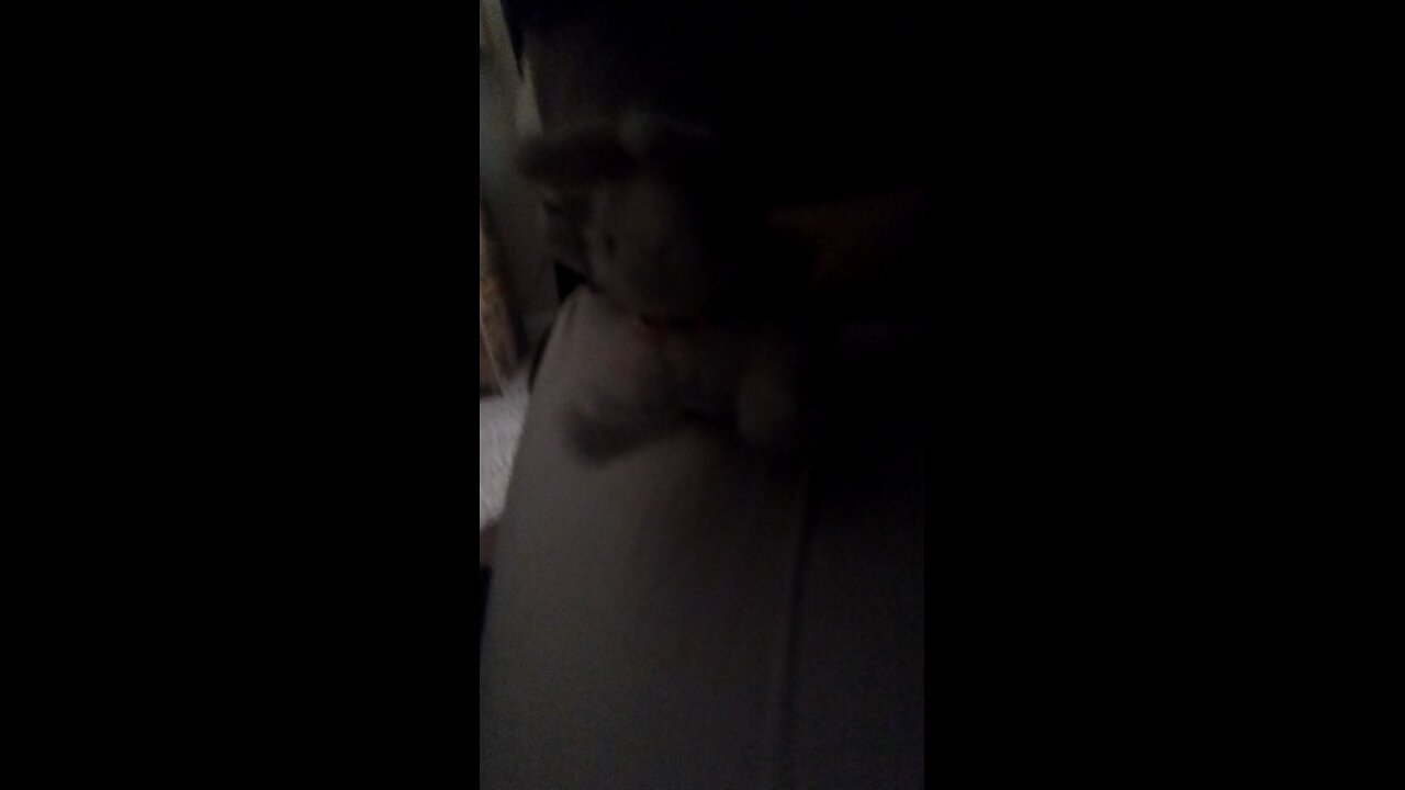 Another bunny appears in the dark