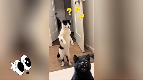 🤣Funny cats compilation 😂 #cat #funny #funnycats #cute #shorts #shortvideo #viralvideo #animals