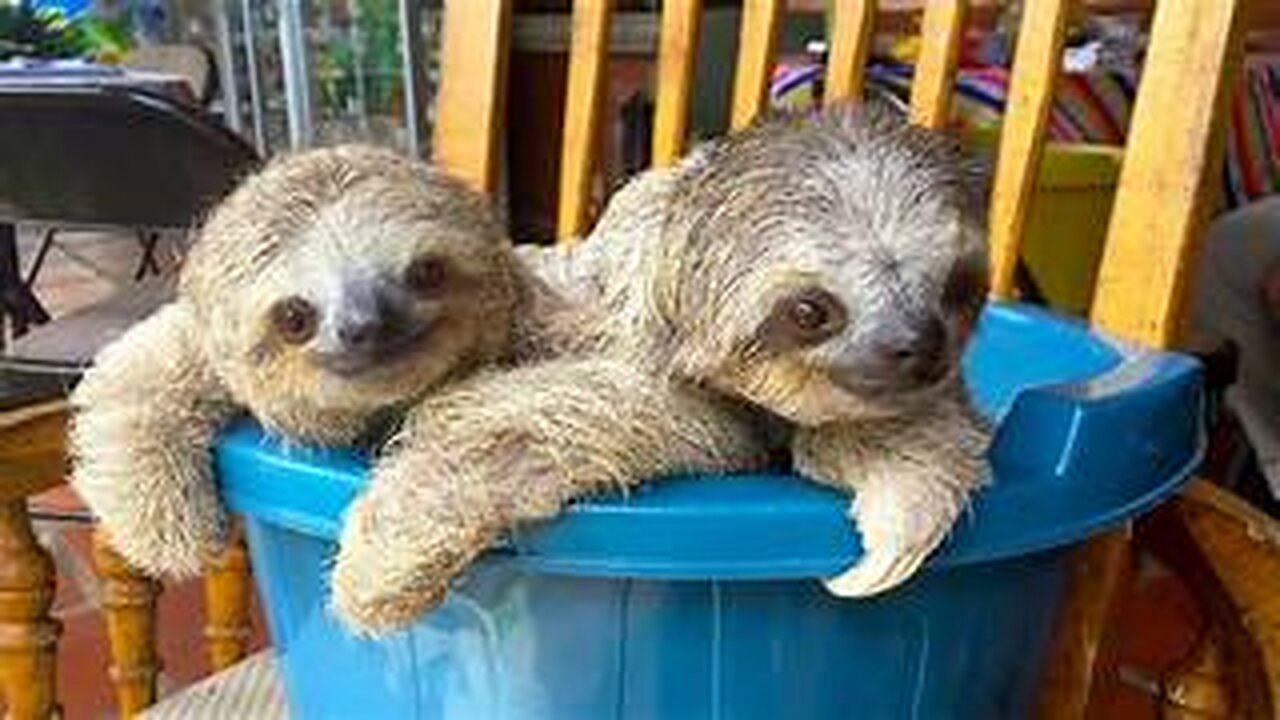 Baby Sloths Being Sloths - FUNNIEST Compilation