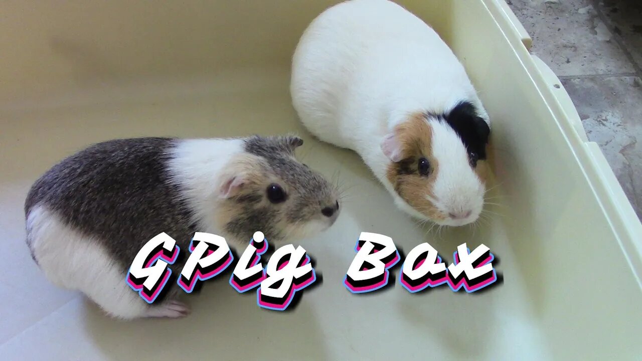GPig Box Unboxing August 2022 😍