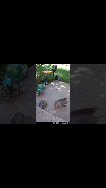 Dove Fight Slow Motion #Shorts 🌲