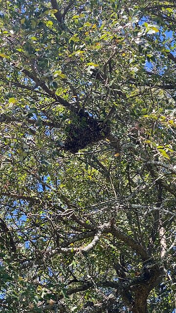 And she swarmed again…. She’s grounded till dark.