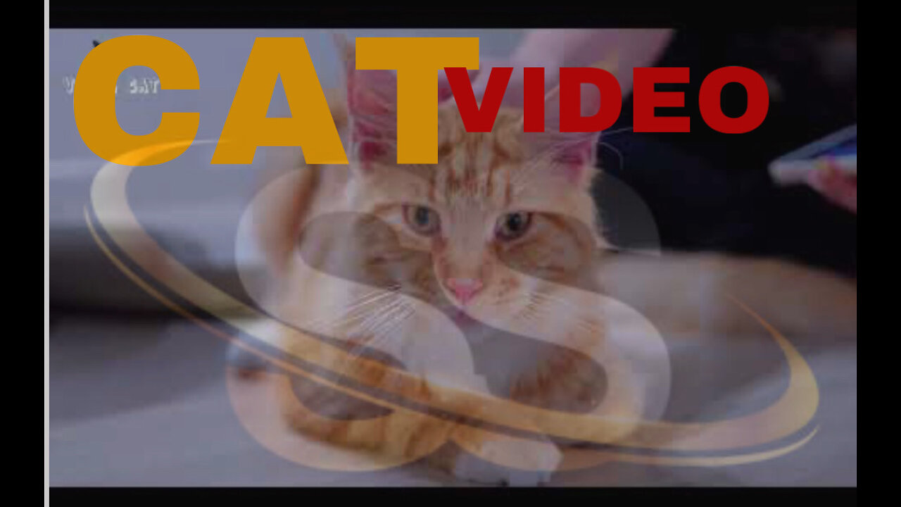 funny animals videos | Funniest Dogs And Cats Videos