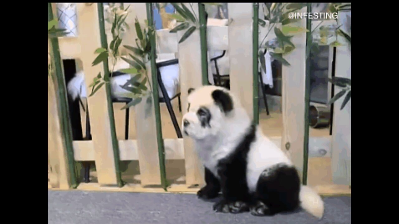 "Pandog" Scientist Create A Hybrid Dog 🐼🐾⭐✨💫🎶🎼 Come See