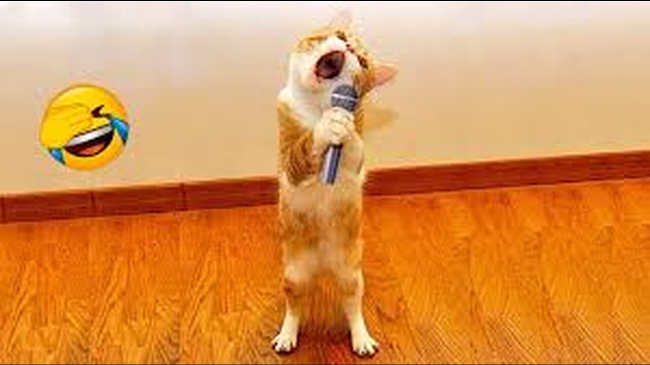 Funny cats / funny cats moments