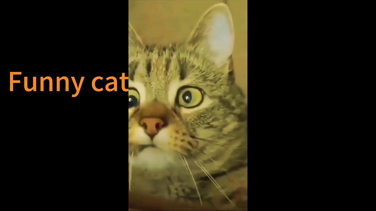 Funny cat