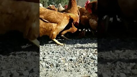 #chickens #layers #freerange #homesteading #homestead #farmanimals #farm #peaceful #inspiration