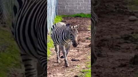 A zebra walking up to us