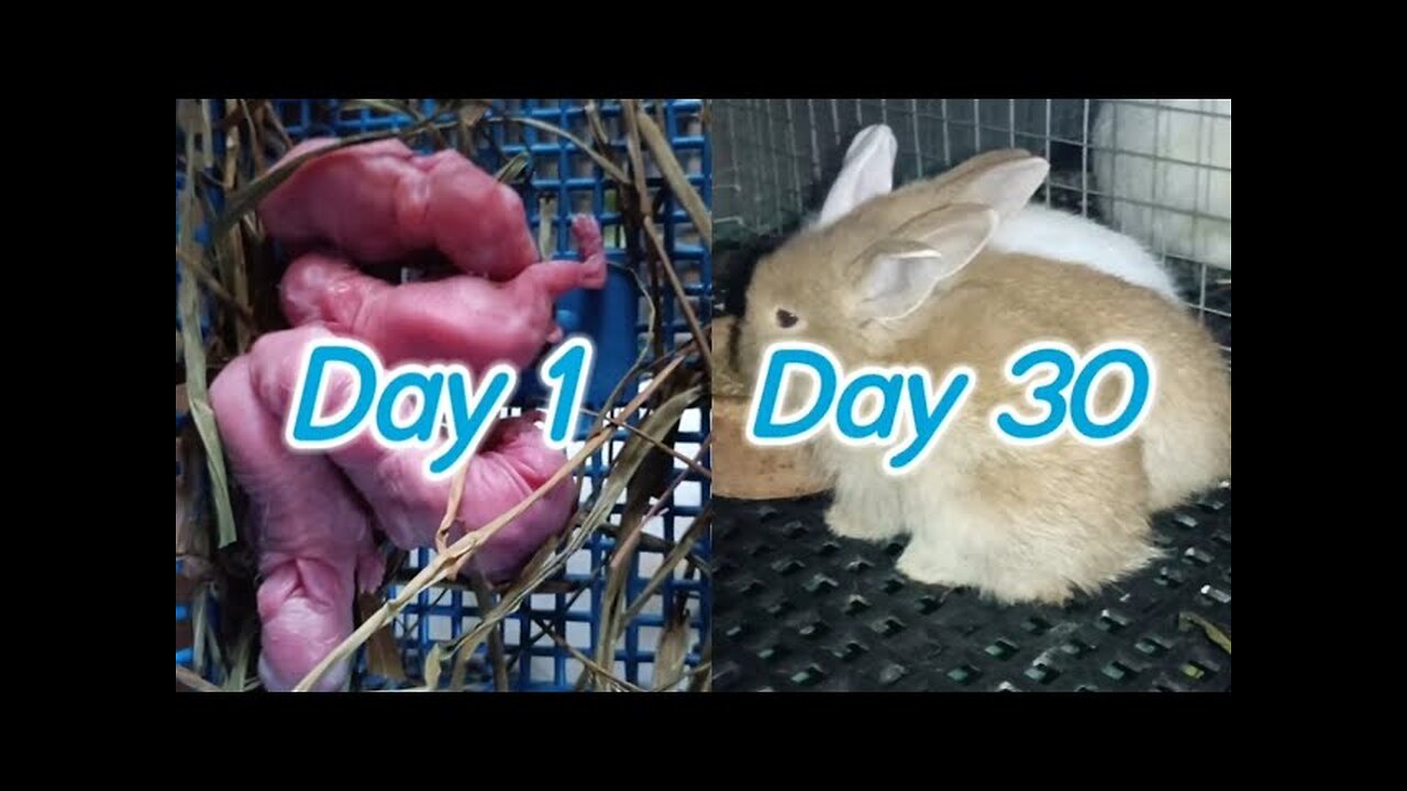 Baby Rabbit _ 1 Day to 30 Days Old _ cute