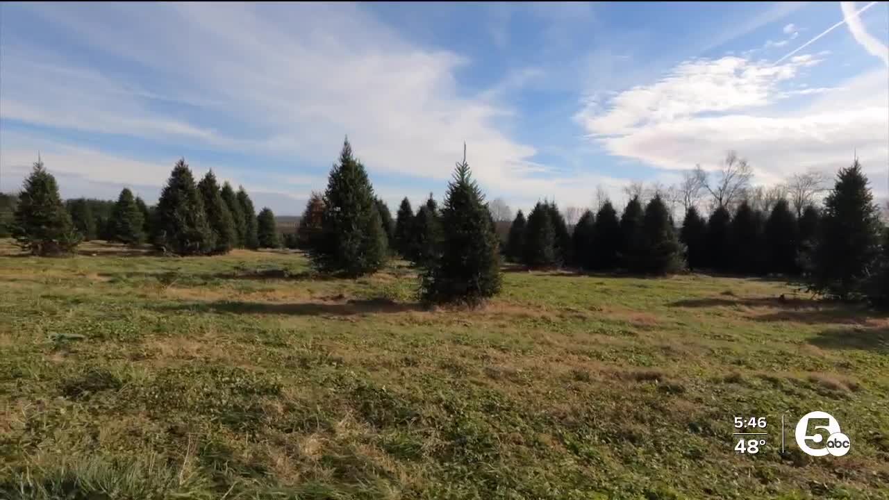 She made a promise to her husband to keep their tree farm going