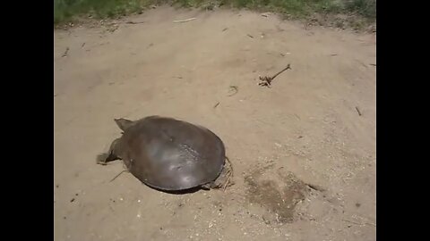 Super fast turtle