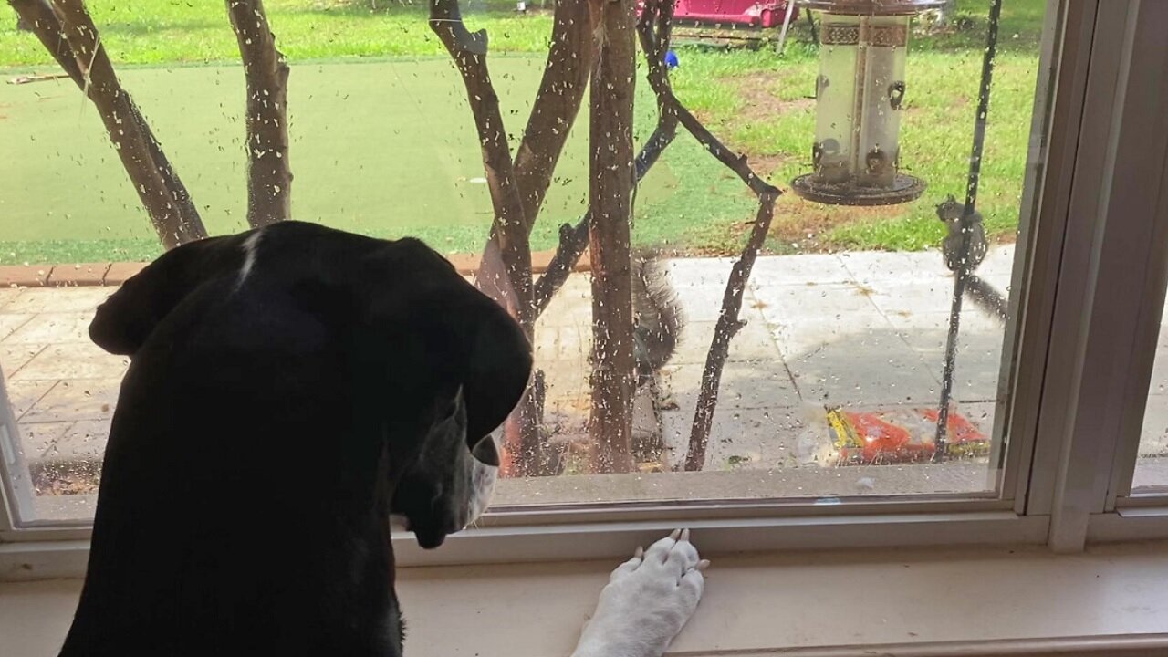 Funny Great Dane Loves To Watch Squirrel Outside Window