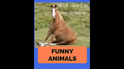 funny animals #shorts 02