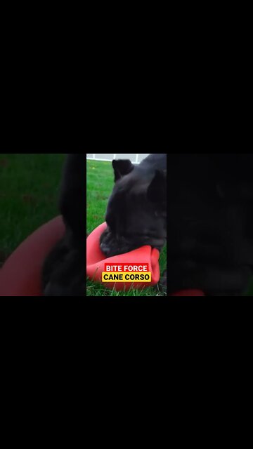 BITE FORCE of Cane Corso #shorts #viral #pets