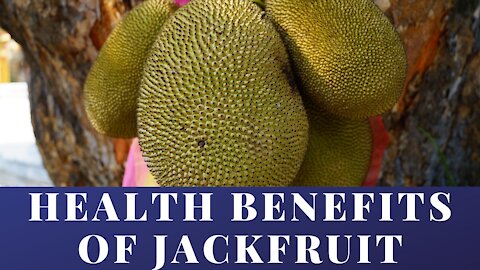 8 Surprising Health Benefits of Jackfruit (Artocarpus heterophyllus)