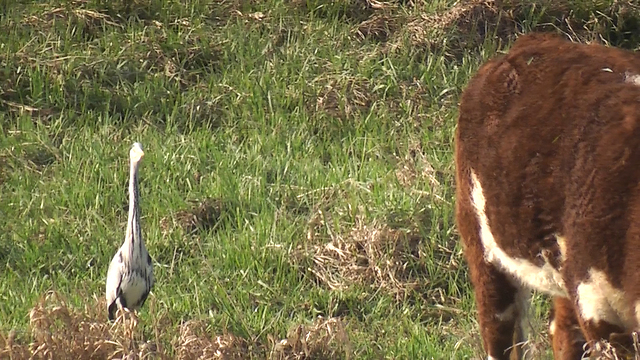 Wild heron stalks cow's every move