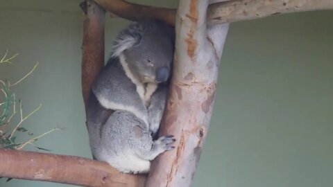 Cute koala on a tree