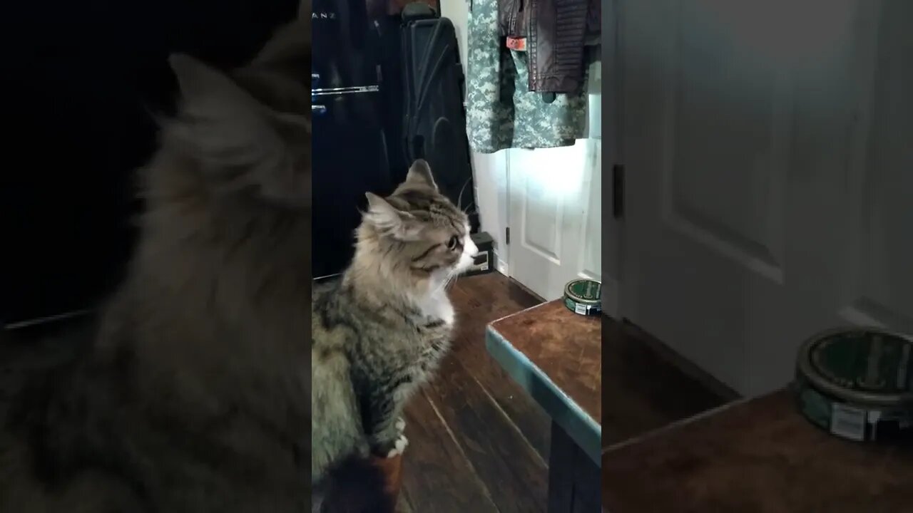 cat reacts to husky trumpet