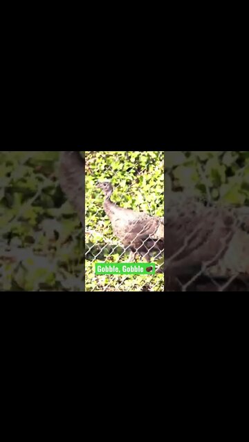 Gobble, Gobble 🦃#Shorts