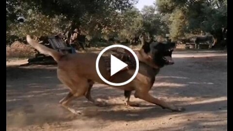 Anatolian Shepherd Dog