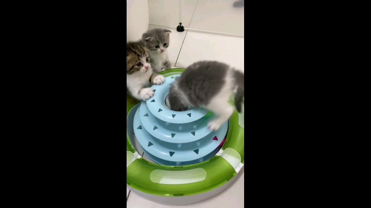 cute_kitten_is_such_a_Little_fool😱😻