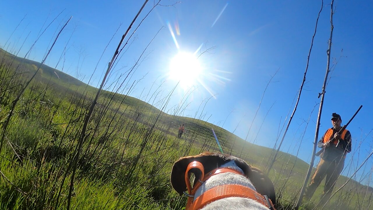 Stella points a chukar!