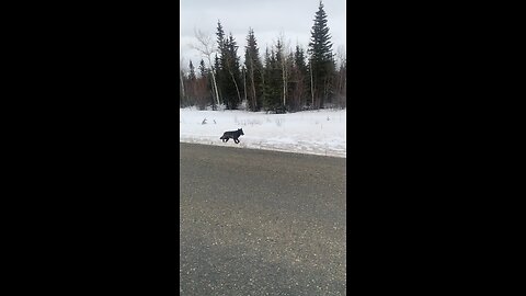 Large Black Wolf in The Yukon