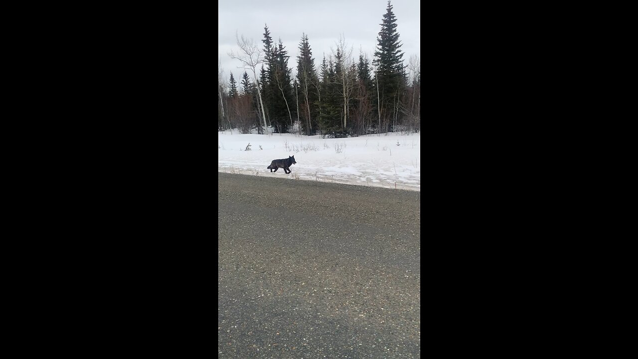 Large Black Wolf in The Yukon