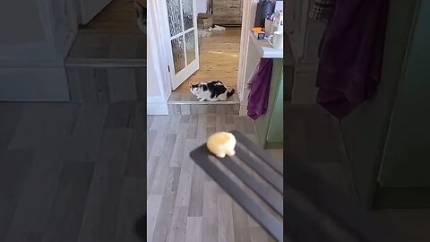Pancake For The Pancake tiktok cynikalbadger