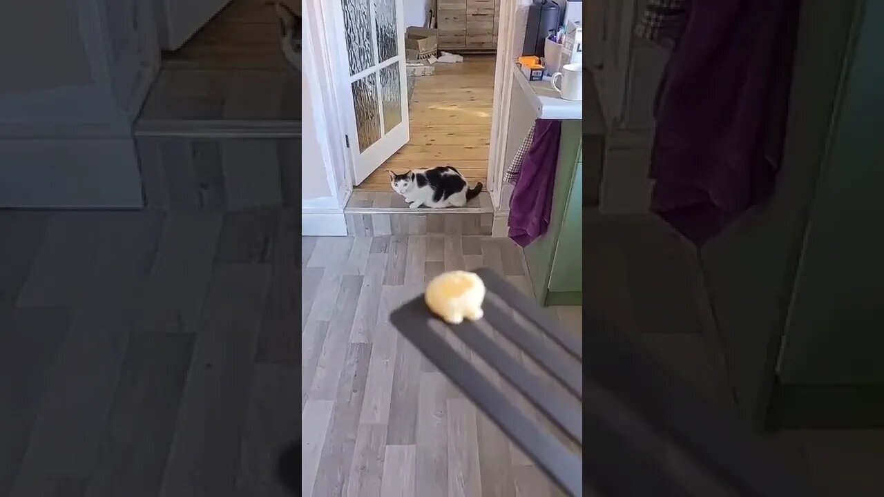 Pancake For The Pancake tiktok cynikalbadger