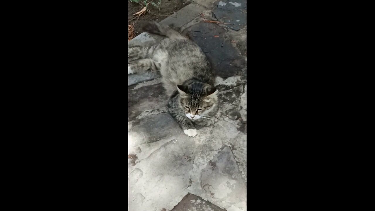 A cute and beautiful cat is resting