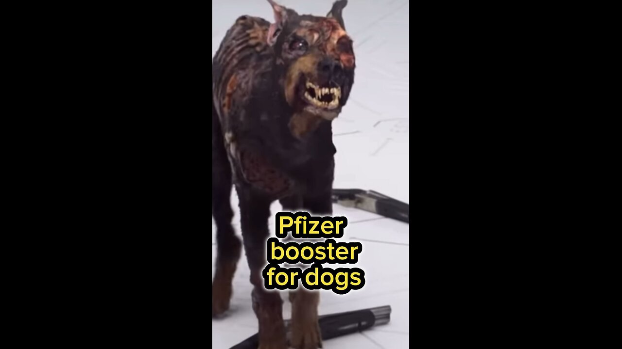 Pfizer booster for dogs