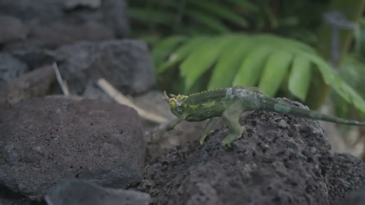 Chameleon Walking on Rocks