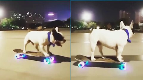 Smart dog videos