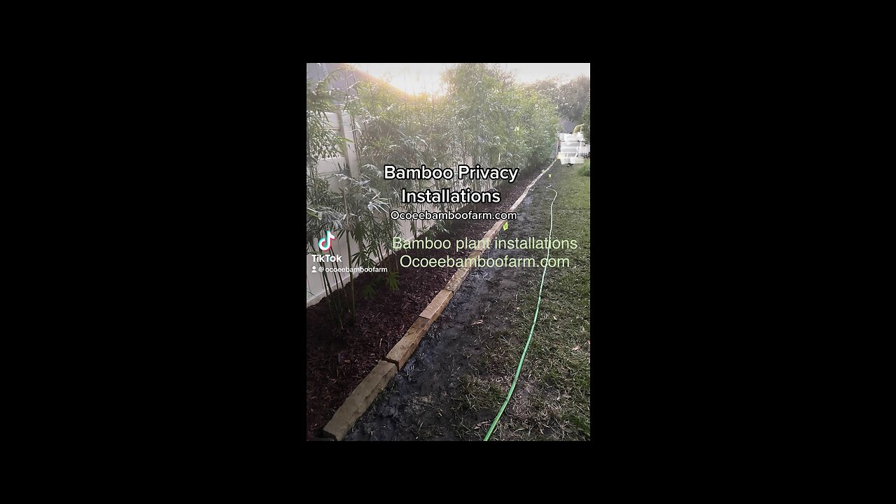 Bamboo Plant Installation Orlando Florida 407-777-4807